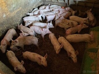Prodám MASNÁ, rychle rostoucí selata 7 - 25 kg