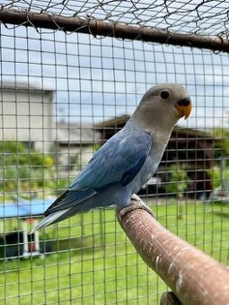 Agapornis růžohrdlý 🦜