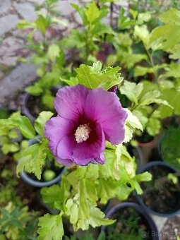 Vrba,trvalky, prunus, cercis