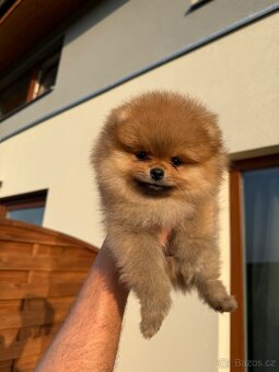 Pomeranian s PP FCI - pejsek