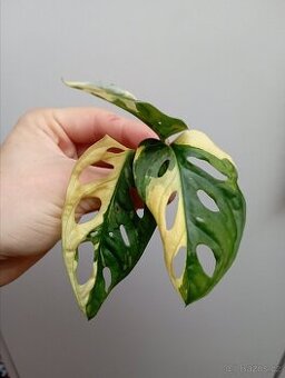 Monstera adansonii variegata