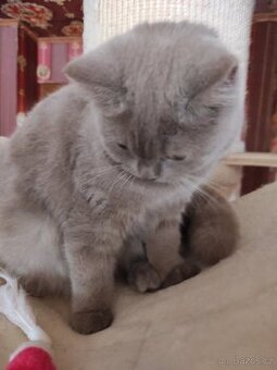 Britská kočička, britské kotě