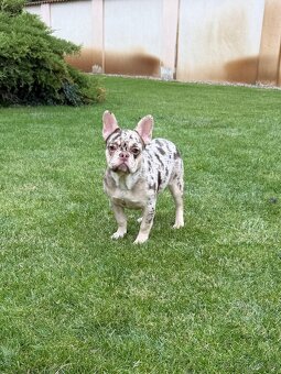 Francouzsky buldoček isabella tan merle fenka