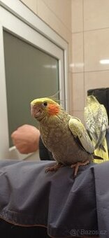 Ručně dokrmené výstavní korely, mládata. - 1