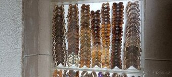 Prodám velikou sbírku motýlů - 1