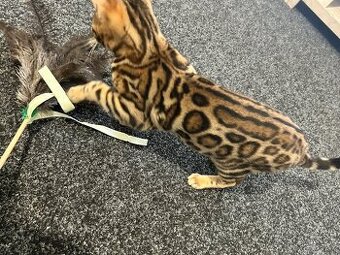 Bengálská kočka,bengálské kotě