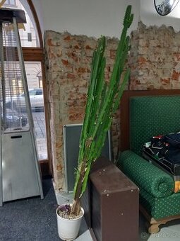 Euphorbia Acrurensis - Kaktus