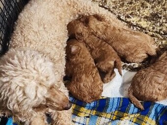 Pudl trpasličí s P.P.