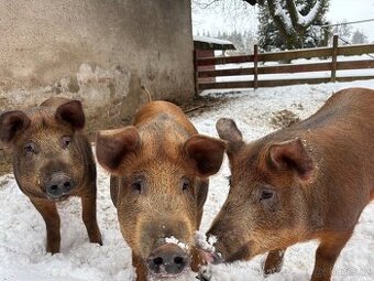 Prodám domácí prasata