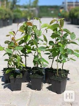 Habr obecný 30cm kontejnerovaný