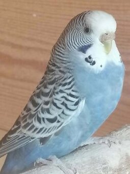 Andulka vlnkovaná - 1