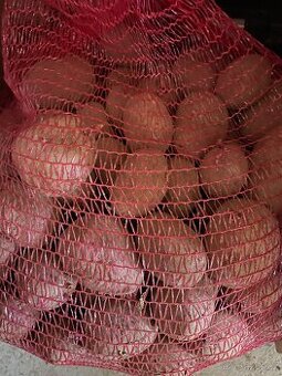 Konzumní brambory- Laura