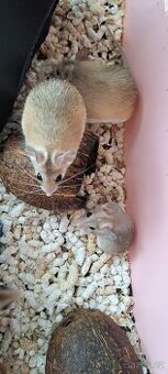 Prodám myši bodlinaté