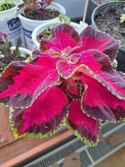 Sazenice okrasná kopřiva,coleus
