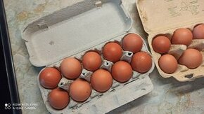Bio domácí vajíčka / vejce