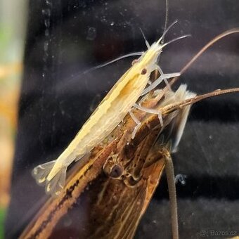 Krevetky Atyopsis Moluccensis (Bamboo Shrimp, Molucka) - 1
