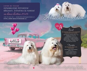 Coton de Tulear s PP - očekáváme narození