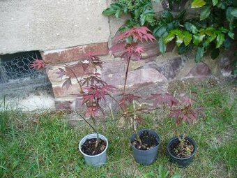 Javor Atropurpureum