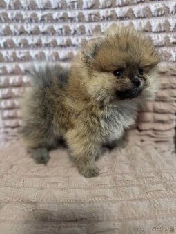 Pomeranian