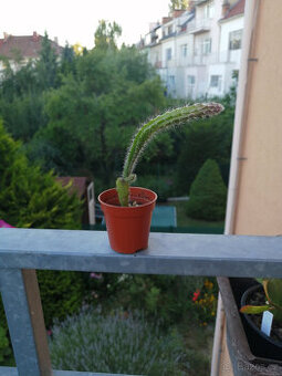 Epiphyllum - fylokaktus