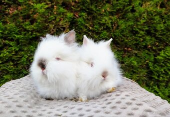 Zakrslý králík, králíček - (TEDDY)-ONDŘEJ A OTA