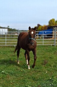 Quarter Horse žrebec po BOB ACRE DOC,JAC O RIMA a BONANZA