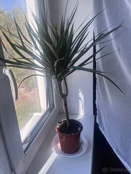 Dracena - darujem