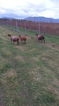 Kamerunske ovce letošní ovečky