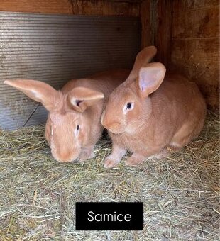 Burgundský králík