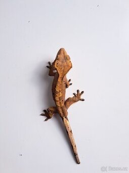 pagekon řasnatý samec..