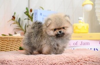 pomeranian boo