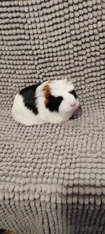 Dlouhosrste morčátko