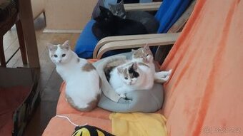 Daruji koťata do dobrých rukou