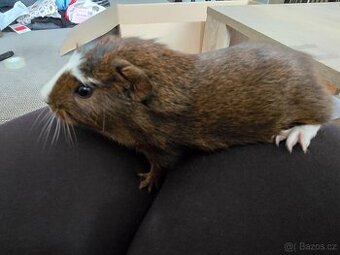 Daruji 4 týdny kluk morce