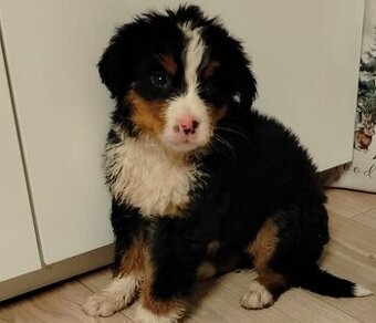 Bernský salašnický pes