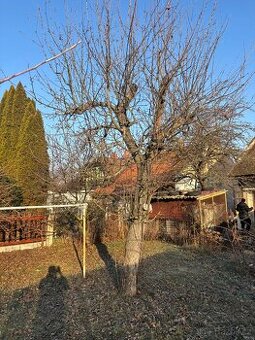 Ovocné stromy na dřevo k pokácení