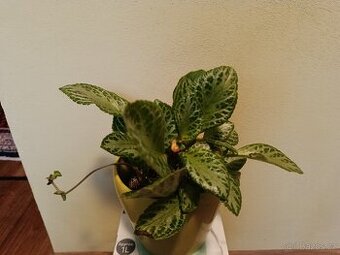 Episcia cupreata - 1
