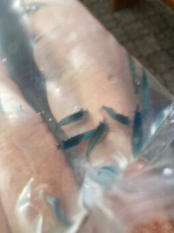 Krevetky Neocaridina