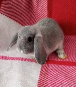 Zakrslý beránek králíček