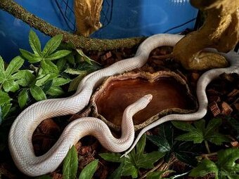 Užovka červená ( snow) s teráriem