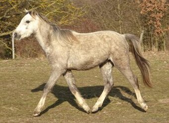 Prodám hřebce welsh pony, sekce B.