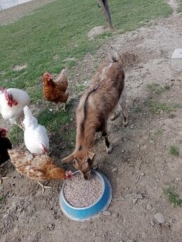 Koza holandská zakrslá