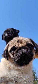 Prodám štěně mopse