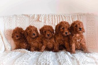 Pudl trpasličí -red