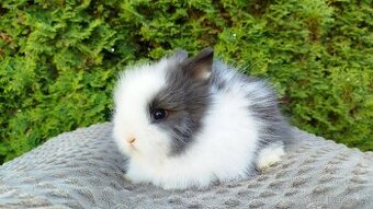 Zakrslý Teddy králík, králíček - SAMIČKY - KIMBERLY A KIKI