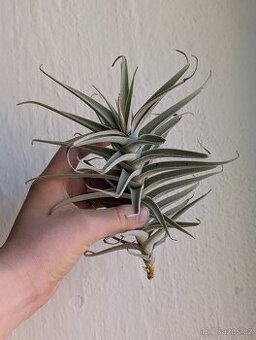 Tilandsie, Tillandsia