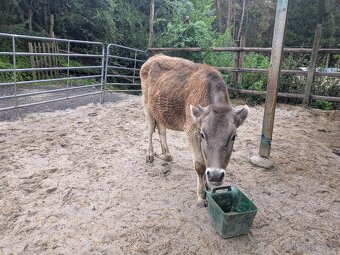 Prodáme jalovici křížence Brown Swiss