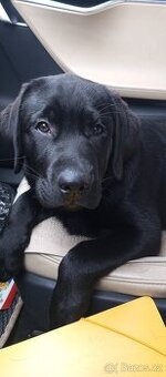 Labrador 🐾 - 1