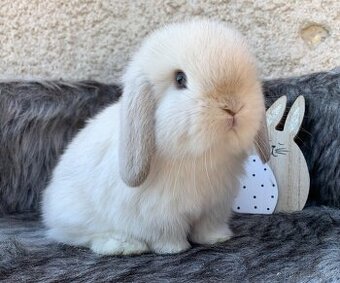 ❤️⭐️Minilop Kralicek Beránek miminka