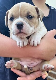 Štěně American Bully - 1